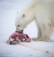 Polar bear bites into prey in Norway