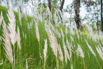 Wild jungle and flowers of Uttarakhand 
