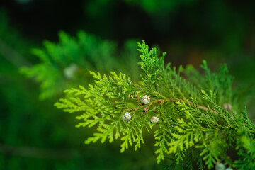 Der Zweig einer immergrünen Thuje / Lebensbaum (lat.: Thuja)