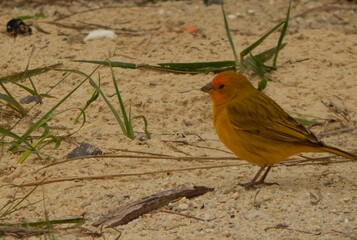 Pássaro amarelo fazendo um tour pela areia para encontrar insetos.
Balneário Gaivota - Brazil 09/01/2020