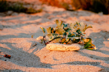 flower on the sand