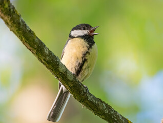 Obraz premium Coal Tit / Cole Tit