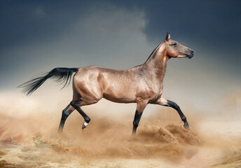 Golden bucksking akhal-teke horse running in desert - obrazy, fototapety, plakaty