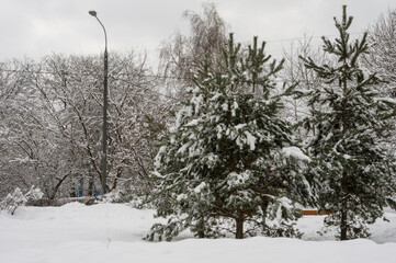 winter landscape