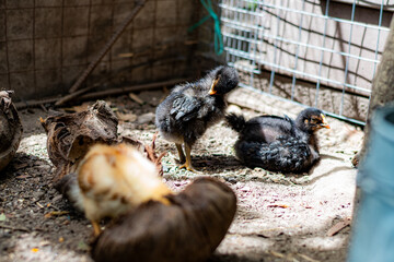 Field chickens growing up healthy on the farm