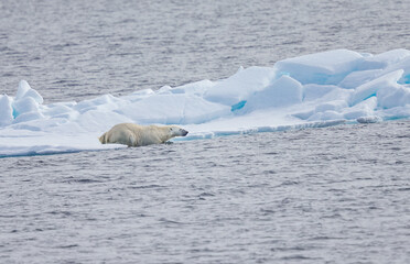 Polar bear slides into cold Arctic water.
