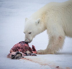 Obraz na płótnie Canvas Polar bear sniffs his prized seal