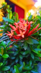 red and yellow flowers, red flowers, ixoroidae, flowers cute, red, plant, flowers, garden flowers, Beauty. 