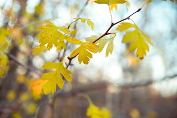 Yellow leaves on oak branch, soft selective focus. October mood. Mid autumn.