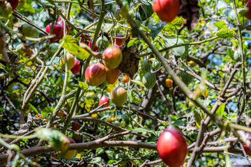 Organic tomato knowed like tamarillo on a branch