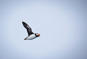 Puffin flying through the air with blue sky background.