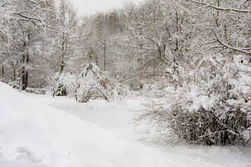 Fototapeta premium winter landscape, trees, forest, thicket, snowdrifts
