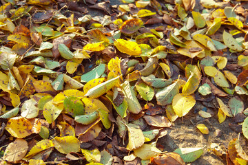 Fallen colorful foliage on ground. Season change concept. Autumn mood.