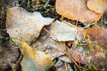 Frozen foliage on autumn grass. Early frosts concept.