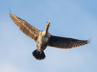Great cormorant / Black Shag