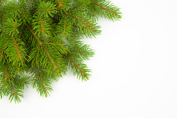 Christmas decor fir branch on a white background.