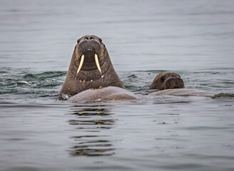 Fototapeta premium Walrus raises head, curious