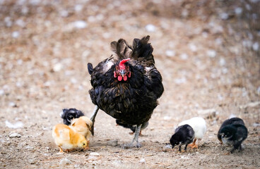 hen and chicks