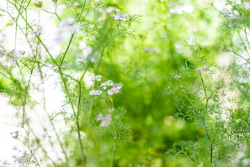 Organic leaves from urban garden