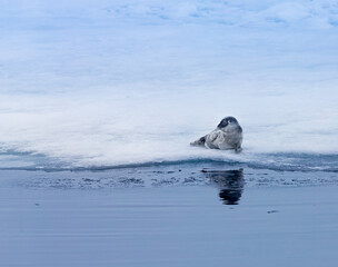Fototapeta premium Young ring necked seal rests on ice watching out for polar bears