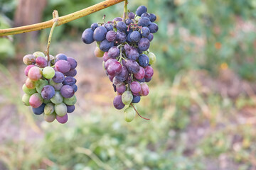 Bunches of blue grapes hang on a vine against a blurred background.