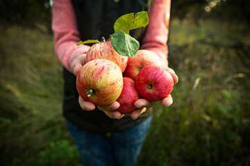 Pink with stripes fresh apples from branches in women's hands on a dark green background. Autumn harvest festival, agriculture, gardening, thanksgiving. Warm atmosphere, natural eco-friendly products