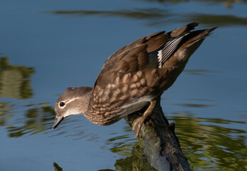 Mandarin Duck Female