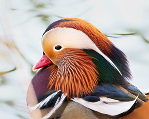 Mandarin Duck Male