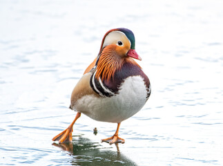 Mandarin Duck Male