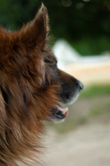 Obraz na płótnie Canvas german shepherd dog