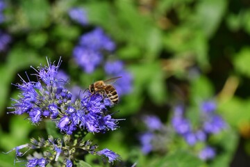 Pszczoła miodna (Apis mellifera) na kwiatach barbuli klandońskiej (Caryopteris clandonensis Blue Cloud) - obrazy, fototapety, plakaty