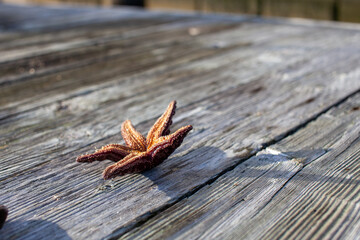 The underside of a Ochre Starfish (Purple sea star) found on a dock in British-Columbia's Sunshine Coast.