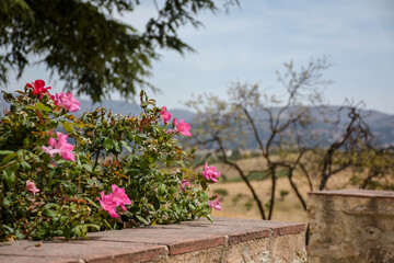 Paisajes de Andalucía (Ronda, Málaga)