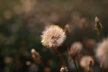 Fluffy autumn dandelion in the field, illuminated by the evening light.