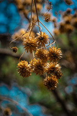 Obraz premium Esferas que decoran el árbol.