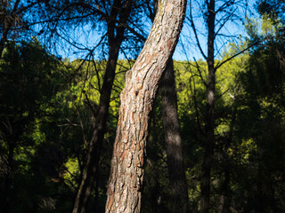 Tronco de árbol en un bosque a la luz del atardecer