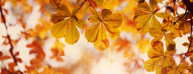 yellow chestnut leaves in autumn with beautiful sunlight