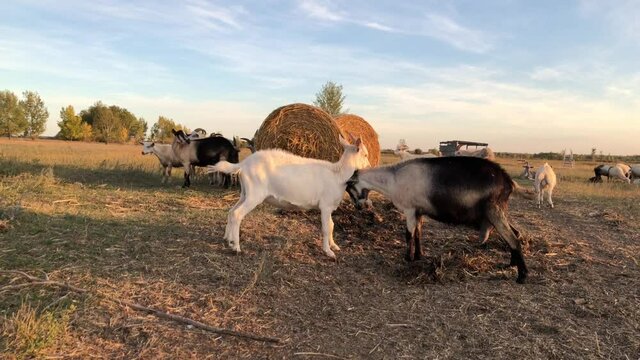 Mating games of goats on the farm. High quality 4k footage.