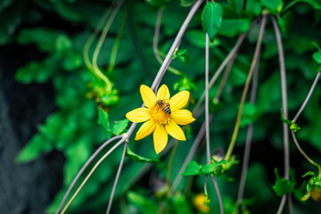 Una abeja haciendo lo que mejor sabe hacer.