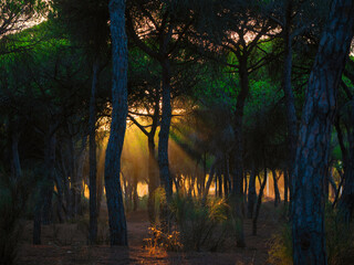 Puesta de sol entre los pinos de un bosque Mediterráneo en Huelva.