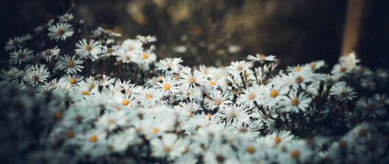 The background of the many white flowers in a light brown toning
