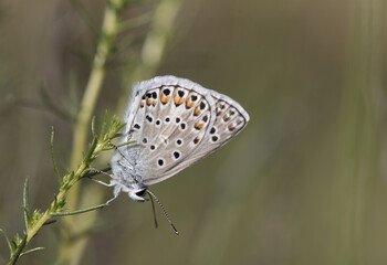 Polyommatus escheri Escher's blue small butterfly of the family Lycaenidae of whitish color with spots and spots perched on an Artemisia plant with uniform green background
