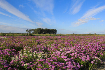 a beautiful purple flower field with silene flowers and a blue sky with white stripes in the background in zeeland, the netherlands