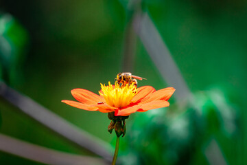 Abeja haciendo cosas de abejas.