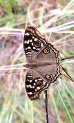 Lemon pansy butterfly on a leaf