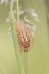 Heterogynis paradoxa cocoon of this moth on an Artemisia plant formed by very thin orange-brown silk fibers allowing the chrysalis to be seen inside