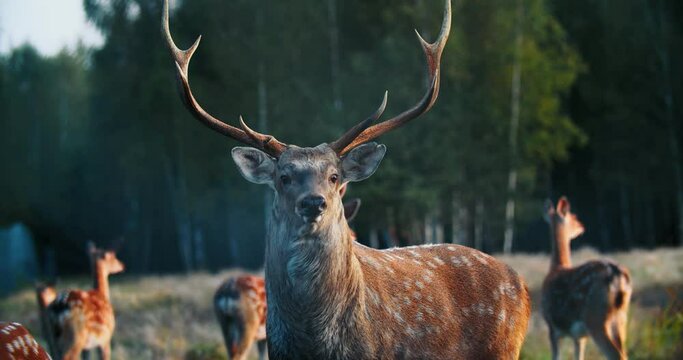 static shot of a Red deer stag with one strange antler against a background of trees.