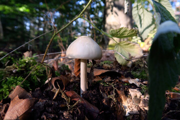 Schöner Waldpilz im September