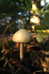 Schöner Waldpilz im September