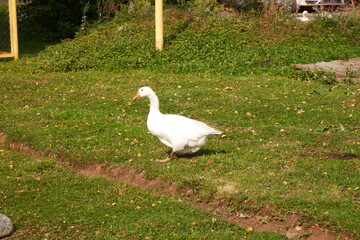 A white goose that walks by itself separately from other geese